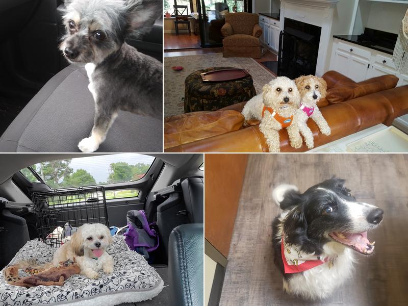 Bubbles & Barks Grooming and Boarding