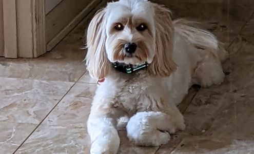 Shampoodles Pet Parlor 308 W Oak Hwy, Westminster South Carolina 29693