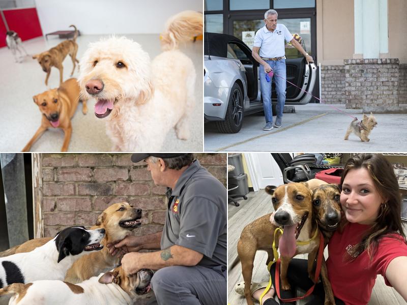 The Dog Stop - Brunswick, GA