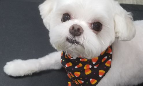 All Dogs Grooming Honolulu 1411 Kalākaua Ave, Honolulu Hawaii 96826