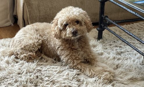 Pet Grooming By Debbie