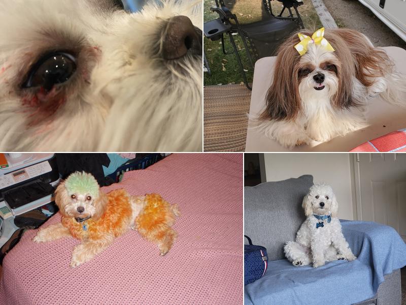 Classic Cuts Pet Grooming