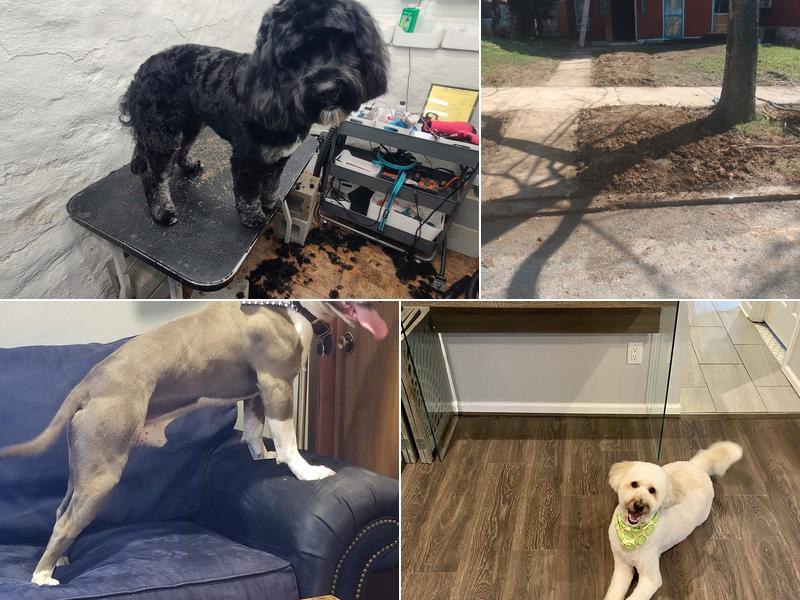 Fuzzies Pet Grooming LLC