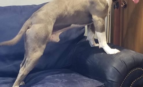 Fuzzies Pet Grooming LLC