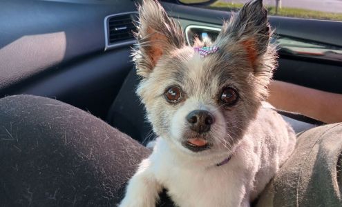 Brenda's Pet Grooming 11061 US Hwy 41, Rosedale Indiana 47874