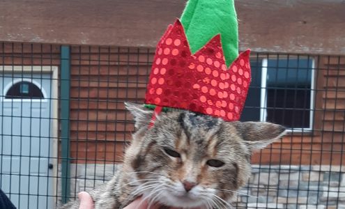 K9 Junction 11400 IL-72, Davis Junction Illinois 61020