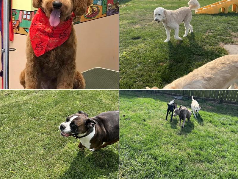 Dog Days Inn Pet Resort