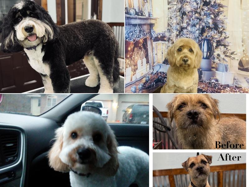 Peavine Lane Pet Spa