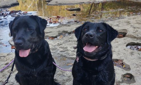 Loving Hearts Pet Resort