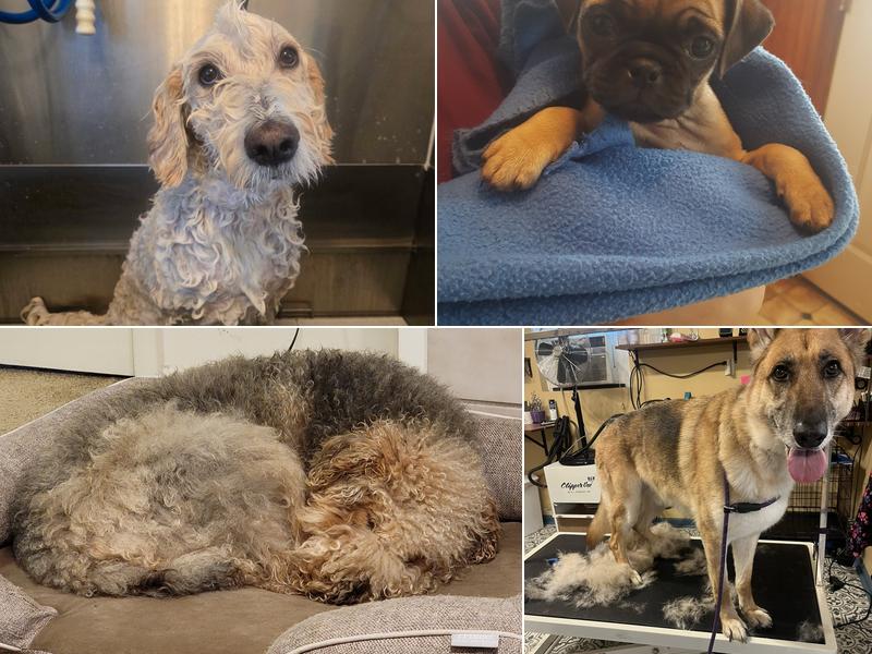 Bow Wow Bed & Breakfast Boarding & Grooming