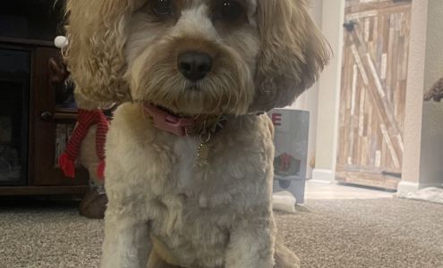 Animal House Pet Grooming 8805 Southeastern Ave, Indianapolis Indiana 46239