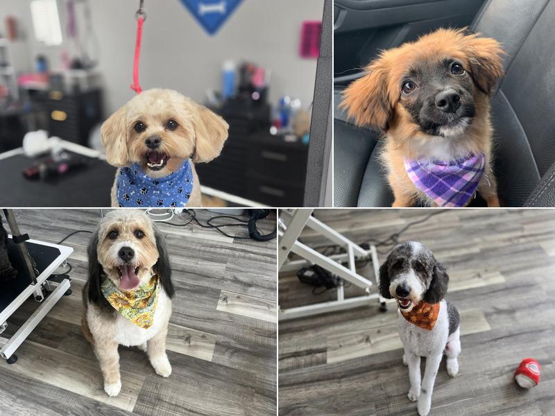 Angela's Grooming & Doggie Spa