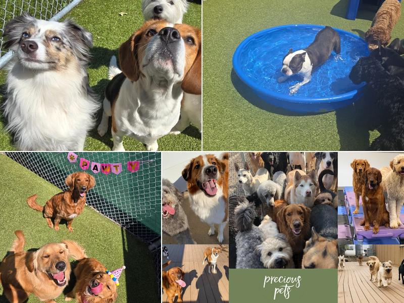 Precious Pets Grooming Salon & Doggie Daycare