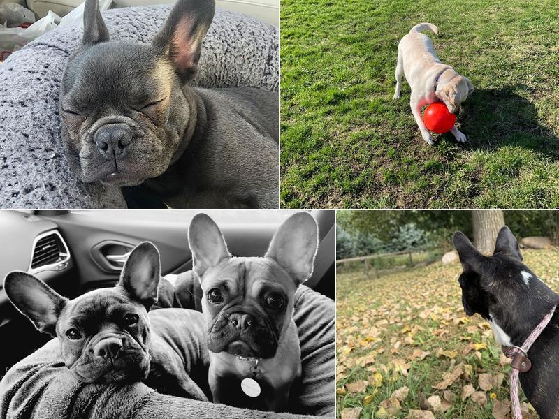 Heartland Pet Resort