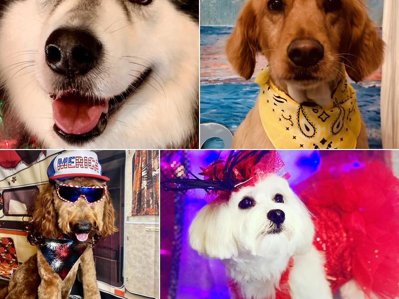 Pupperazzi Dog Spa LLC