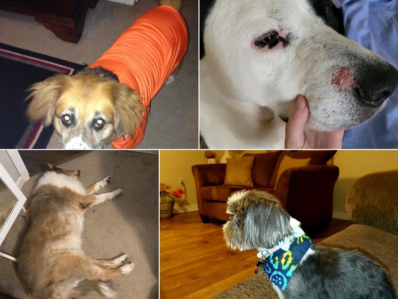 Bed N Biscuit Inn LLC