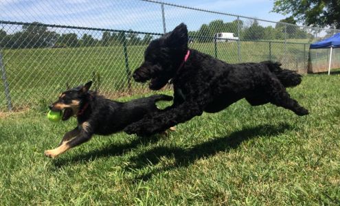 Pet Palace Doggie Day Spa & Resort