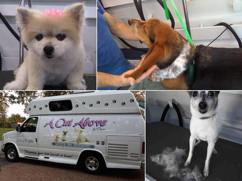 A Cut Above Mobile Pet Grooming