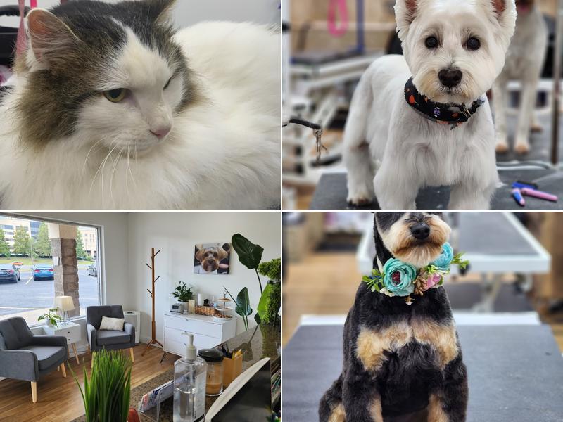 Pawsh Pet Salon & Spa