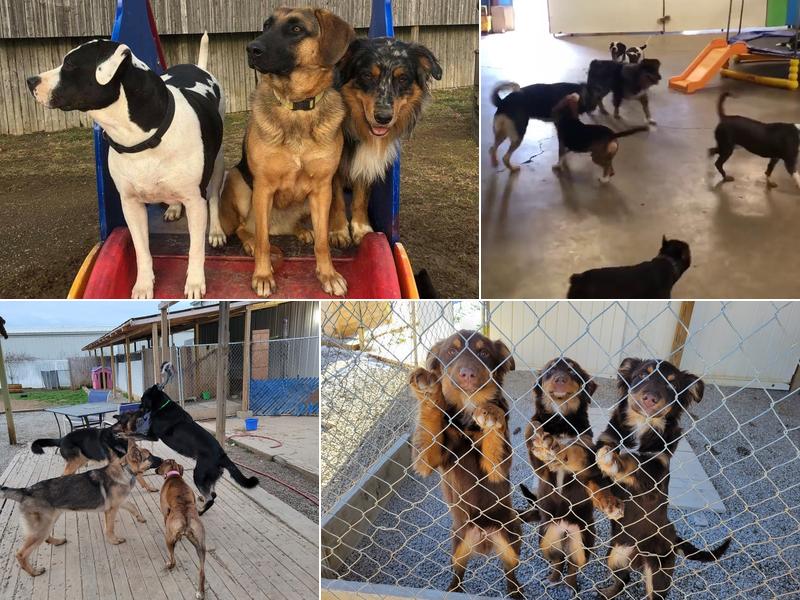 Dixie Pet Stop (DBA) Sit Stay & Play Pet