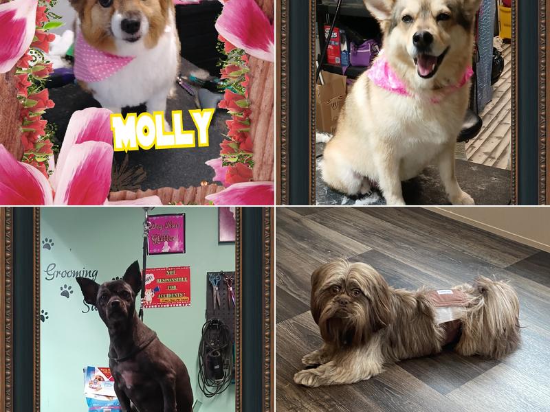 Furry Tails Pet Salon