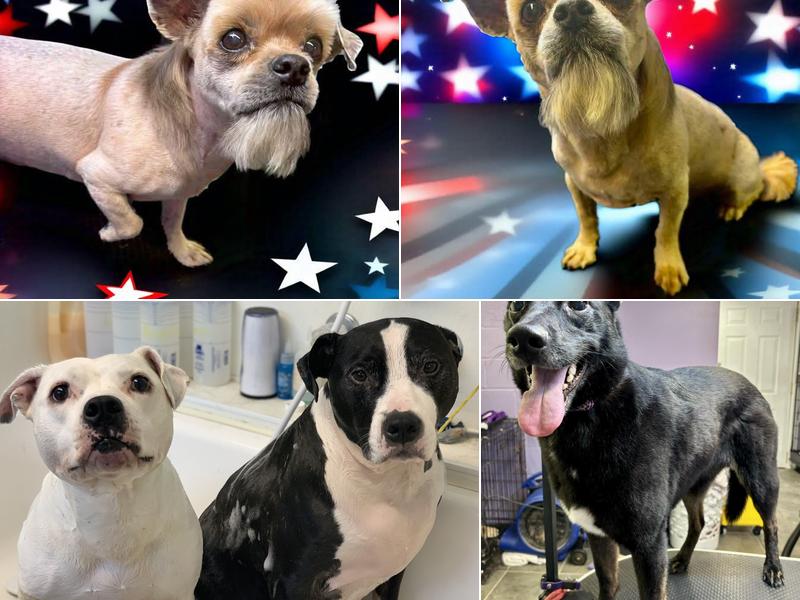 Bones Bows Dog Salon