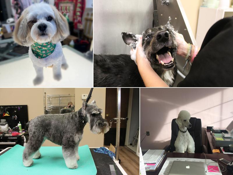 A Diamond in the Ruff Dog Grooming