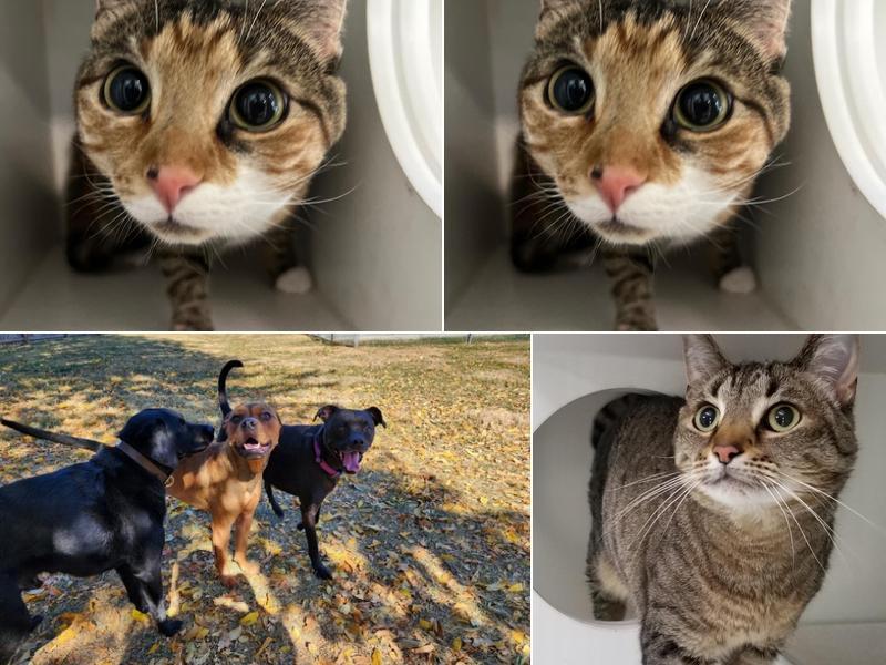 VCA Woodford Boarding and Grooming