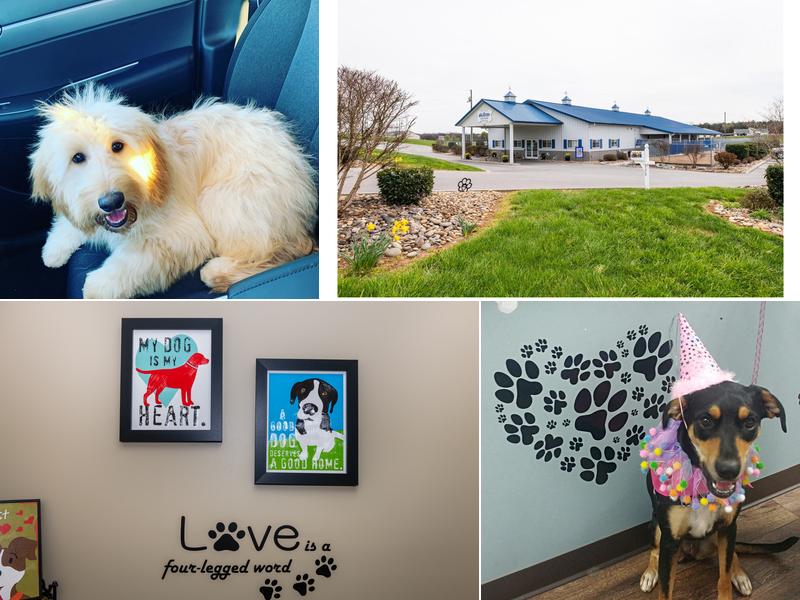 AllDogs Canine Care Center