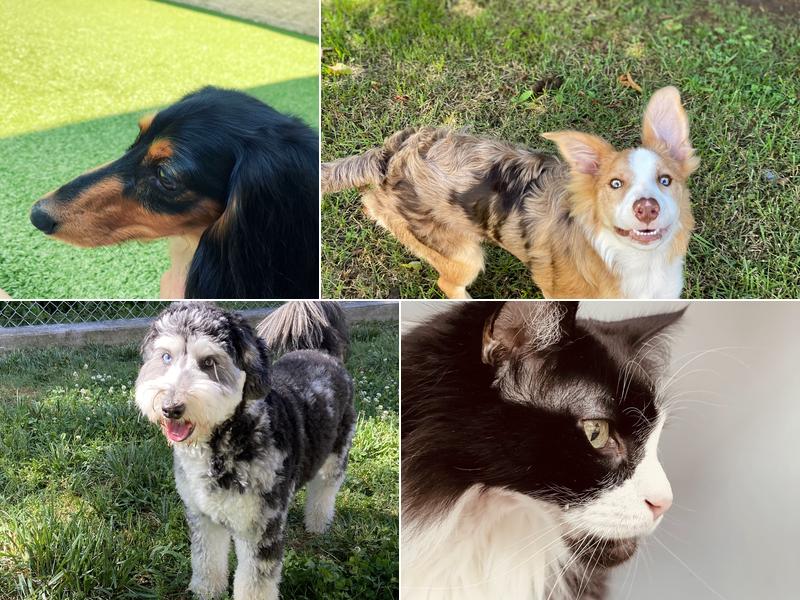 All Kreatures Pet Care