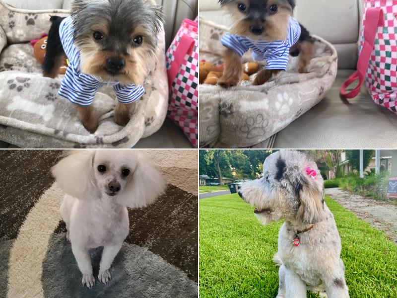 Beverly's Grooming & Boarding