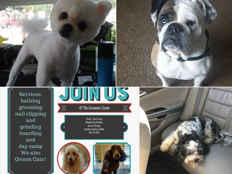 The Groomer's Corner