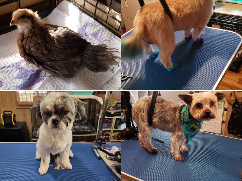 Kuttin it Up Dog Grooming Salon LLC