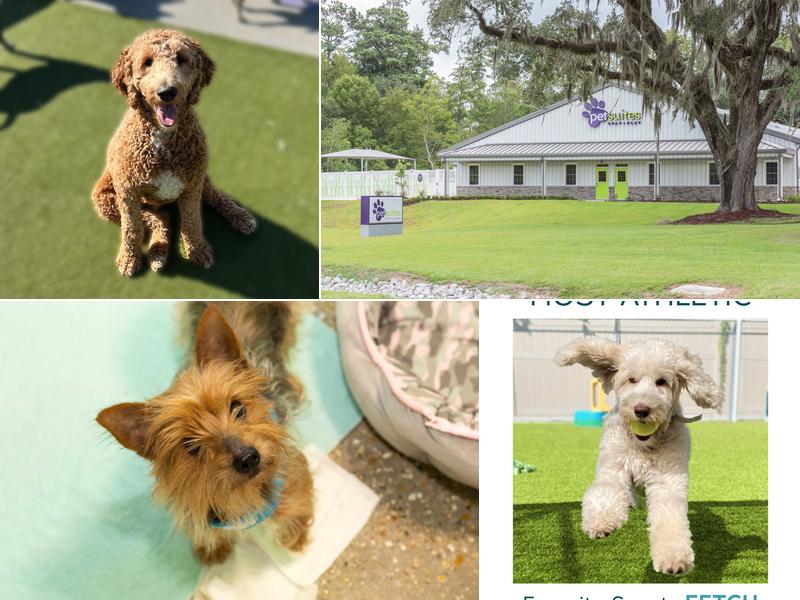 PetSuites Northshore