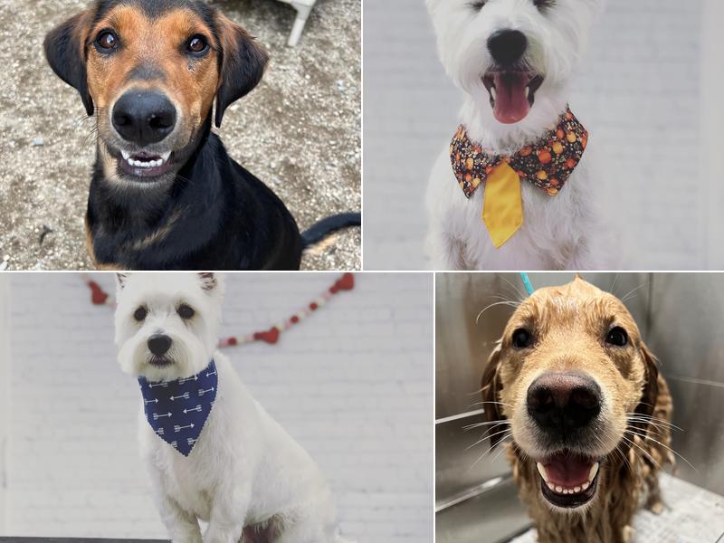 Something to Wag About, Inc.