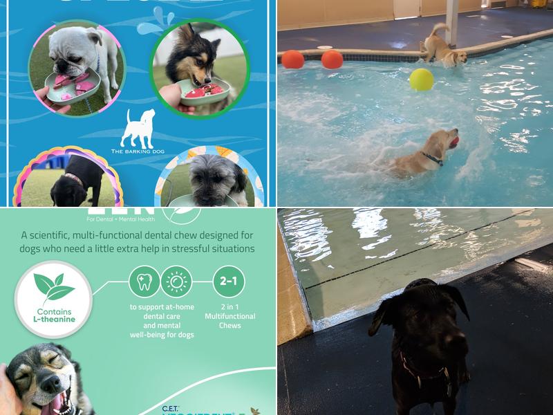 The Barking Dog – Exeter