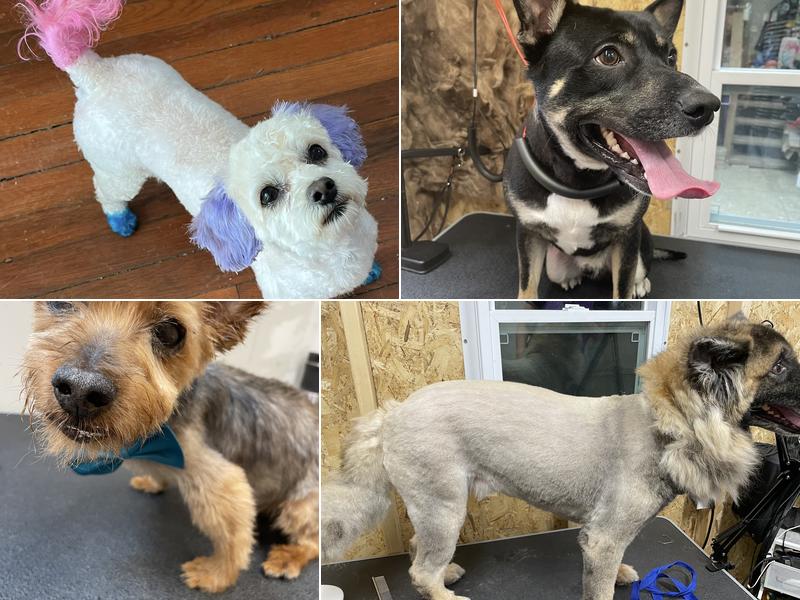 NOMA Pet Services & Takoma Mobile Grooming