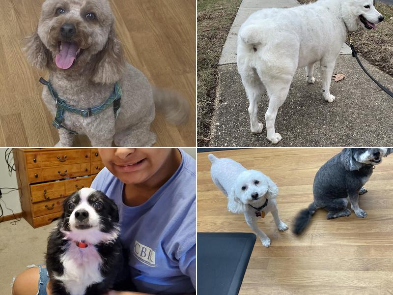 Paws N Claws Pet Spa