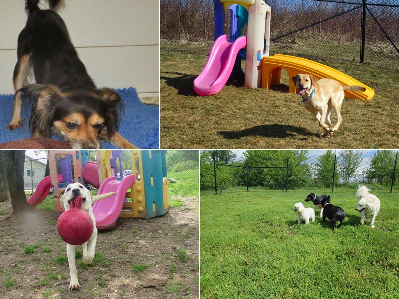 Country Comfort Kennels & Camp for Pets