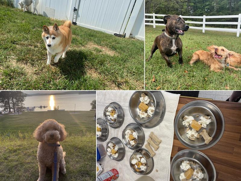 Prince Frederick Kennels