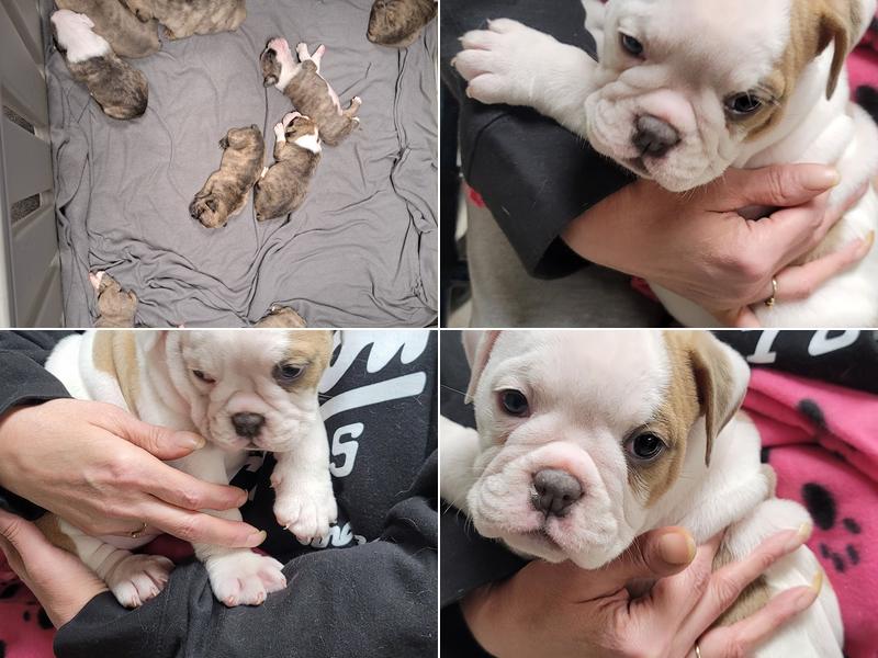 Willobrook Pet Retreat-Spa Llc