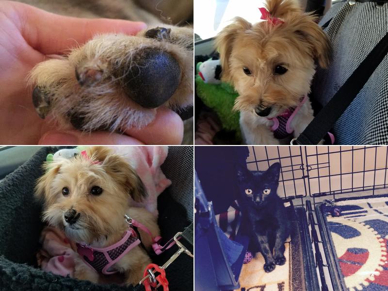 Prim-N-Trim Kennels & Grooming