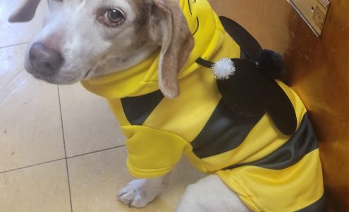 TLC Dog Grooming Services