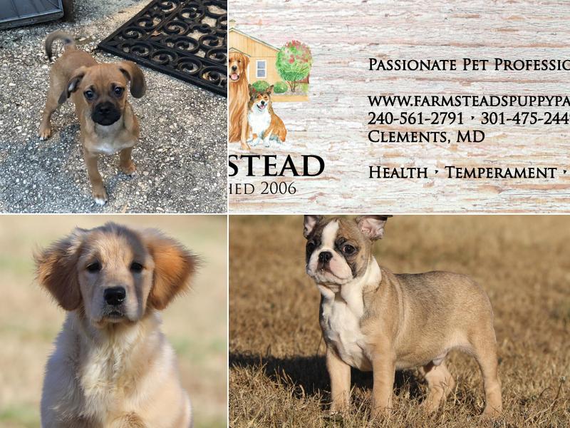 Farmstead's Puppy Paradise