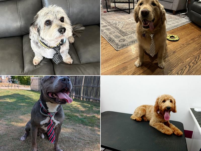 Samy's Pets Mobile Grooming