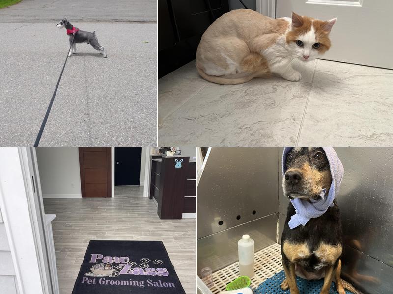 Paws To Wash Pet Grooming