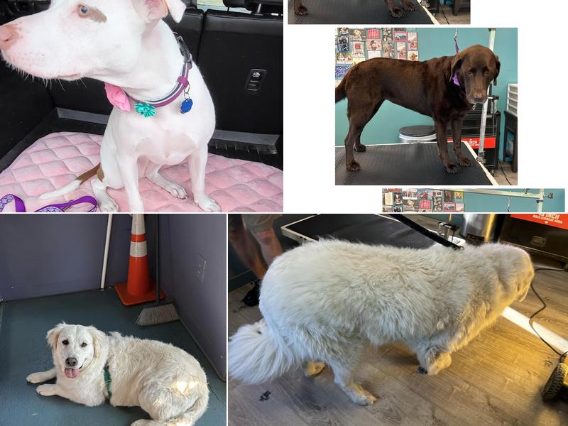 Pawwsitively Clean, LLC