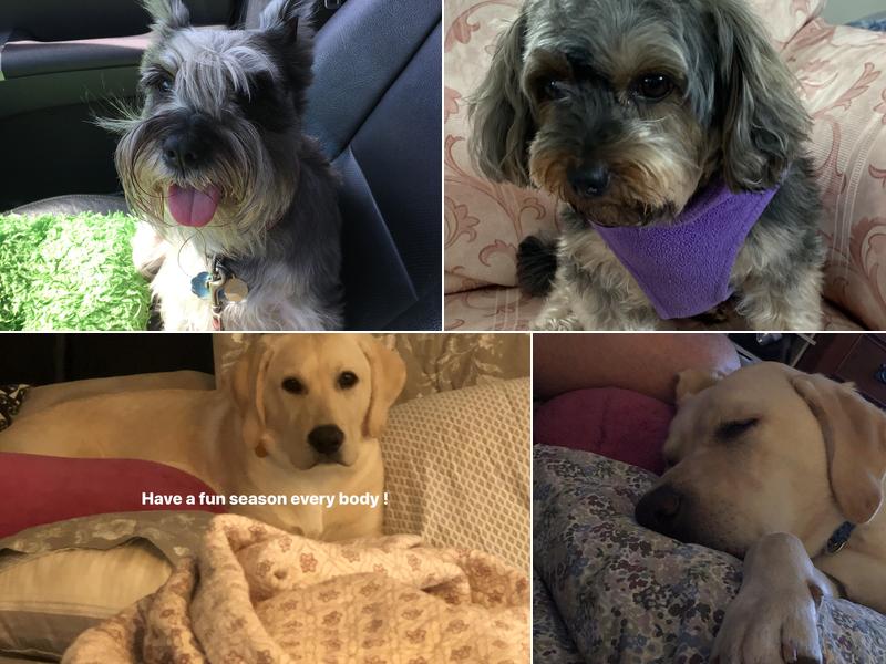 Doggie Styles Grooming