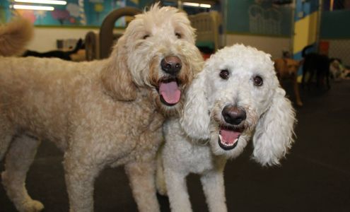 The Good Dog Spot Inc