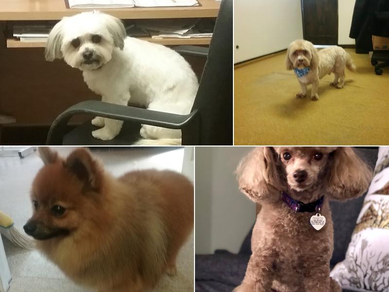 Marty's Paws & Claws